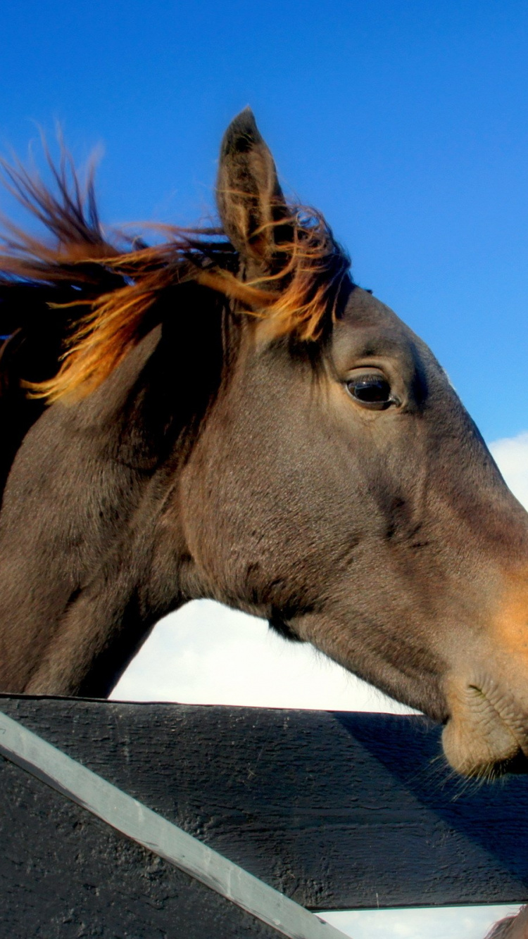 Обои конь, грива, Мустанг лошадь, жеребец, кобыла в разрешении 750x1334
