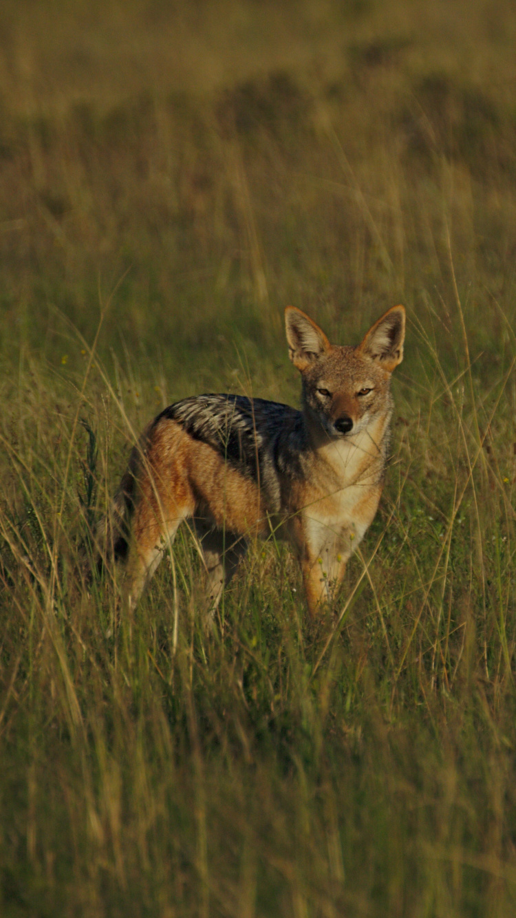 Обои волк, шакал, живая природа, Псовые, сенокосное угодье в разрешении 750x1334