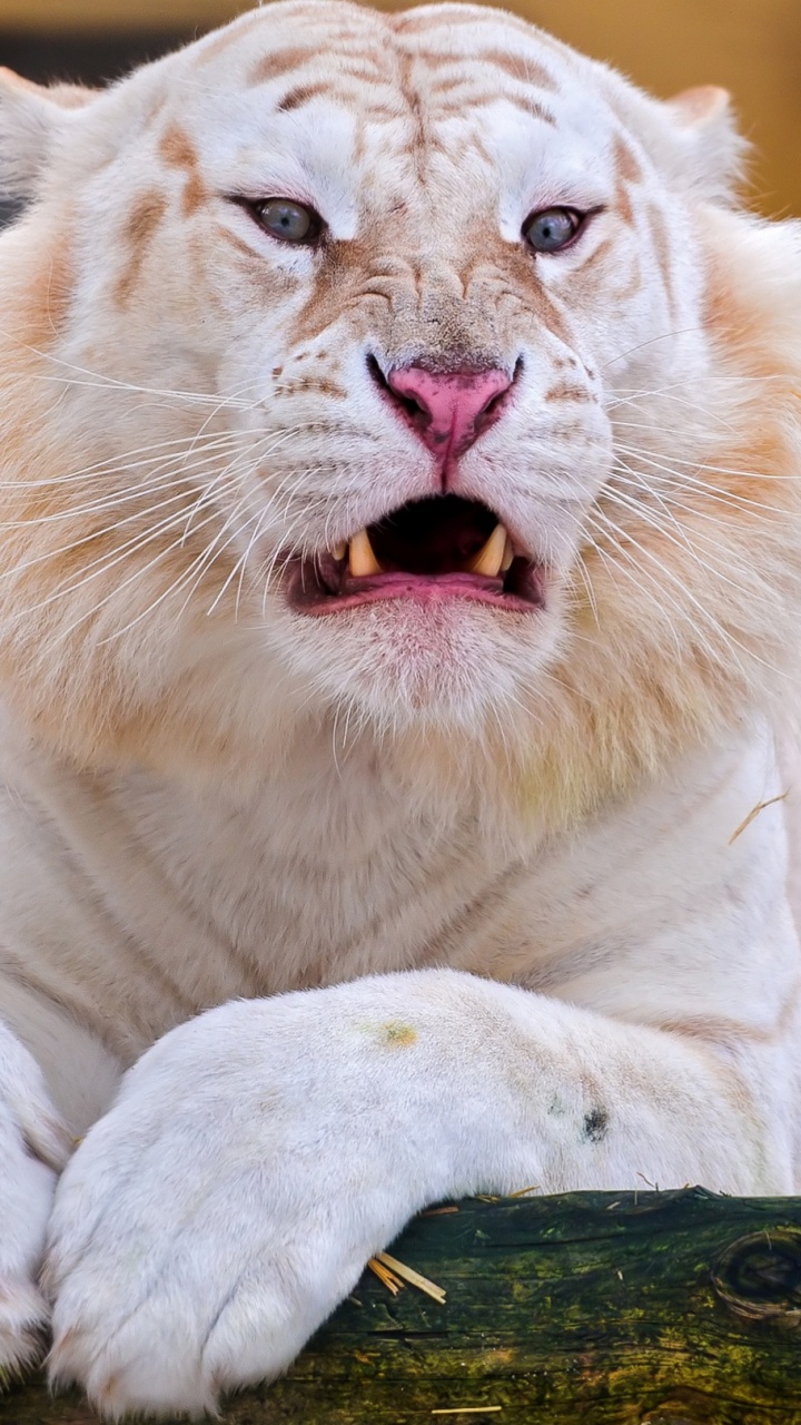 Обои Белый тигр, бенгальский тигр, Амурский тигр, рев, растение в разрешении 720x1280