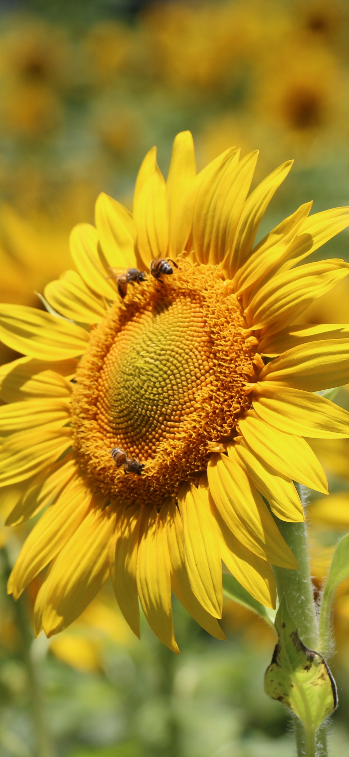 Обои цветок, цветковое растение, желтый, растение, пыльца в разрешении 1125x2436