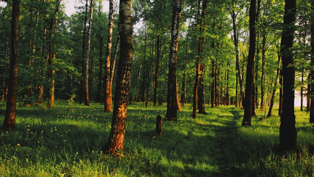Обои лес, дерево, лесистая местность, роща, Стены Винила Росписи в разрешении 1280x720