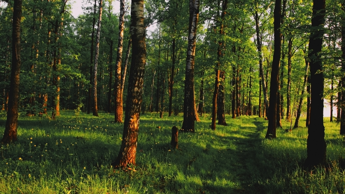 Обои лес, дерево, лесистая местность, роща, Стены Винила Росписи в разрешении 1366x768