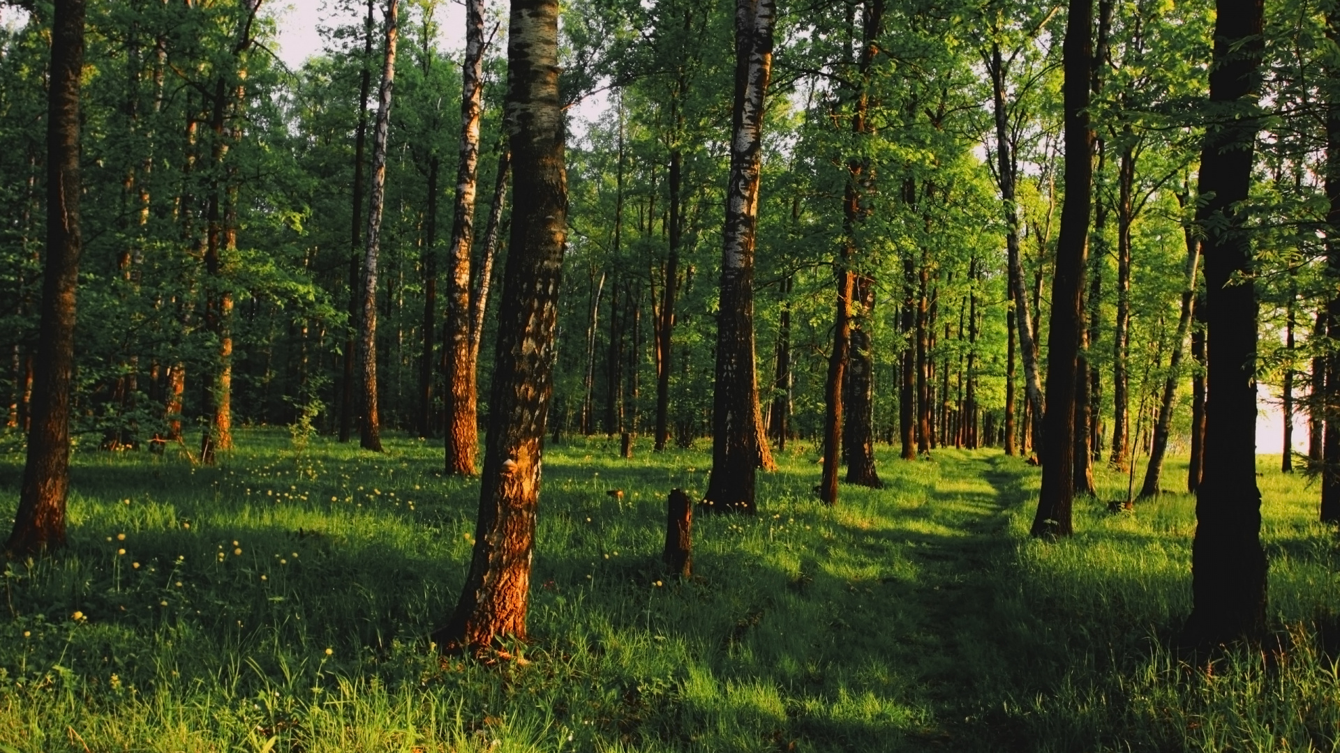 Обои лес, дерево, лесистая местность, роща, Стены Винила Росписи в разрешении 1920x1080