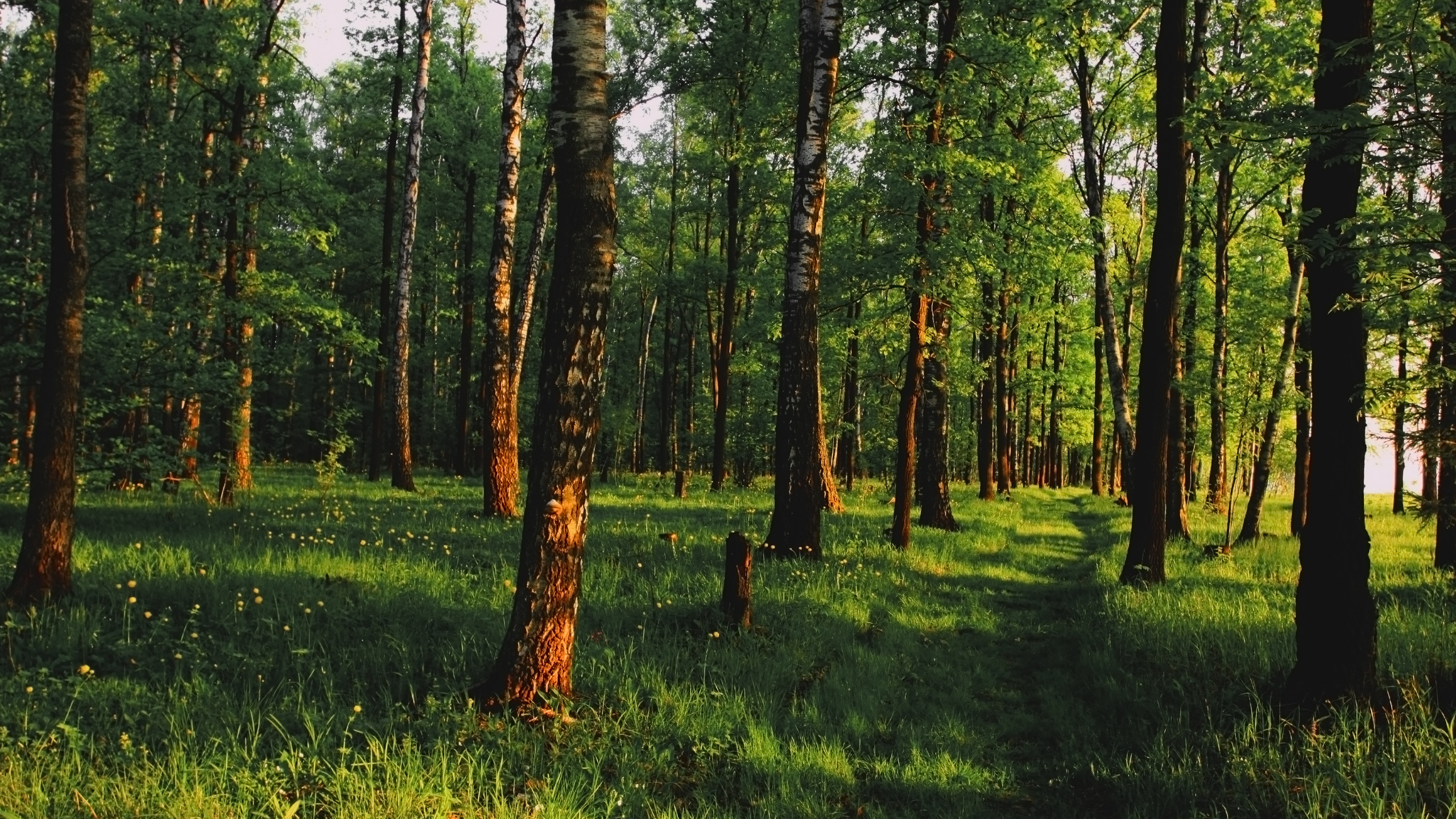 Обои лес, дерево, лесистая местность, роща, Стены Винила Росписи в разрешении 2560x1440