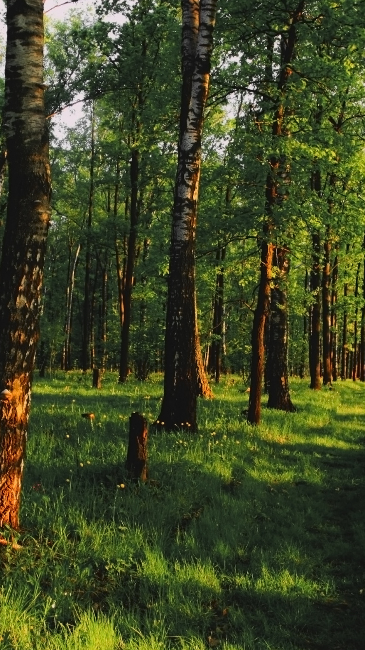 Обои лес, дерево, лесистая местность, роща, Стены Винила Росписи в разрешении 750x1334