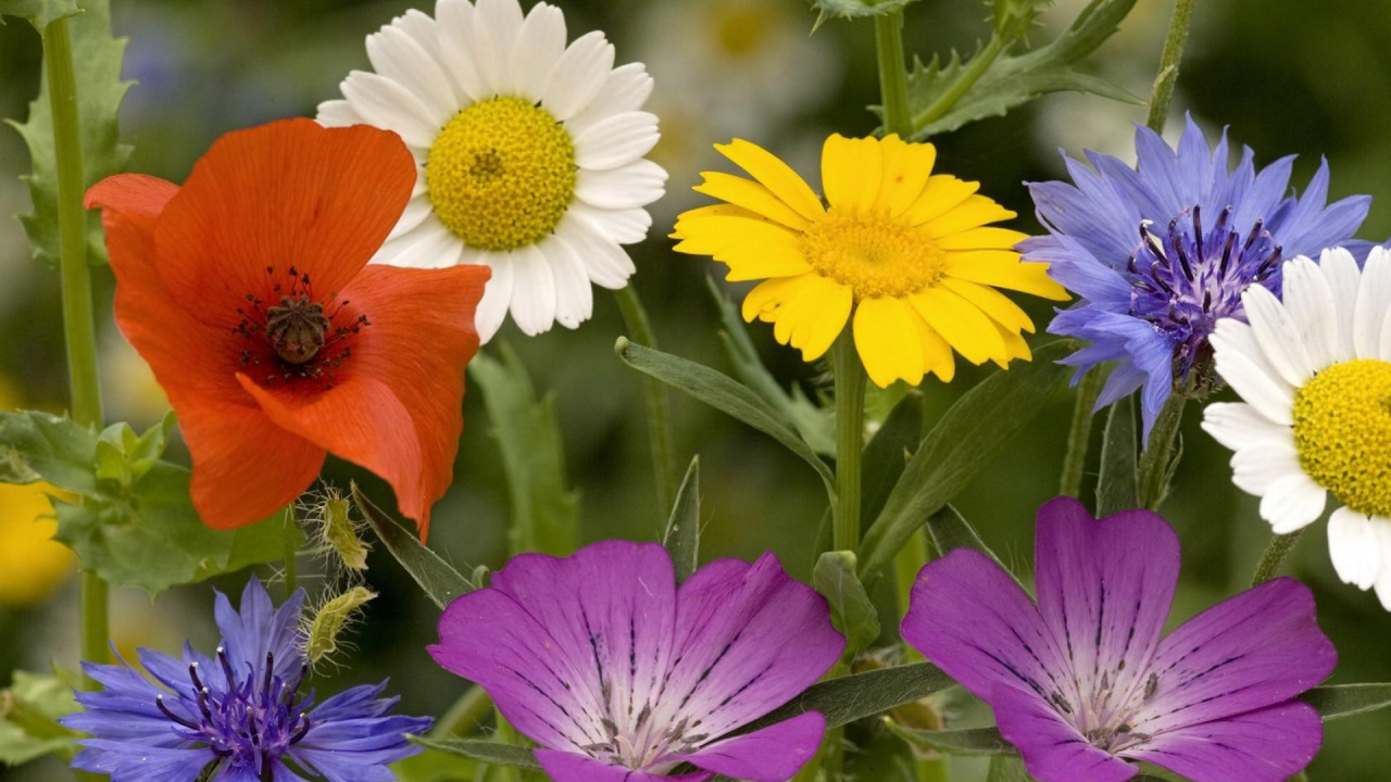 Обои цветковое растение, лепесток, растение, полевой цветок, сад космос в разрешении 1280x720