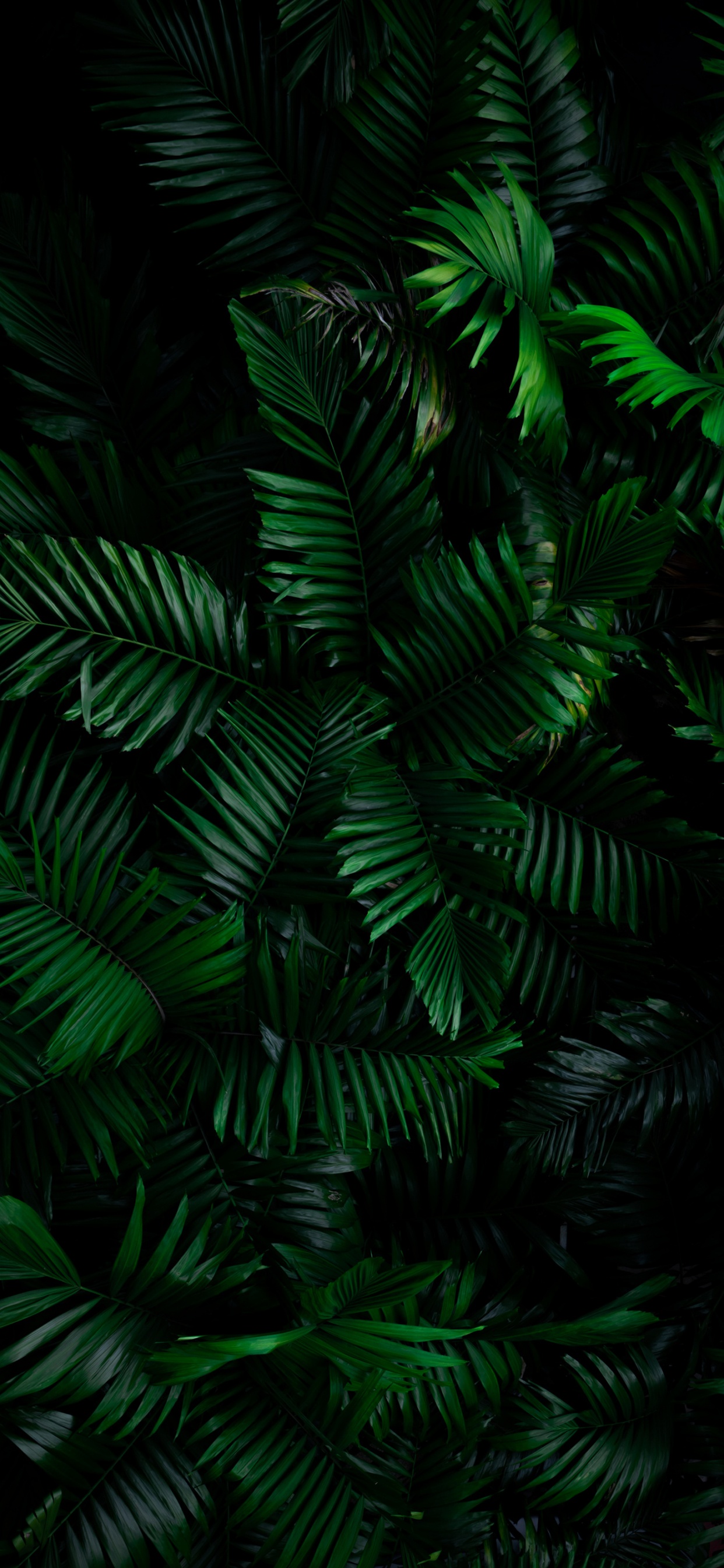 Обои dbramante1928 нью-йорк чехол для кошелька, смартфон, растение, ветвь, наземное растение в разрешении 1242x2688