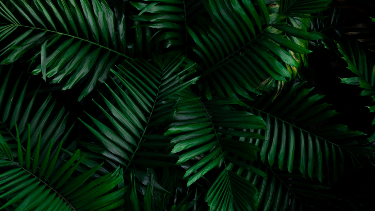 Обои dbramante1928 нью-йорк чехол для кошелька, смартфон, растение, ветвь, наземное растение в разрешении 1280x720