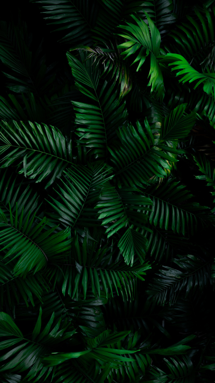 Обои dbramante1928 нью-йорк чехол для кошелька, смартфон, растение, ветвь, наземное растение в разрешении 750x1334