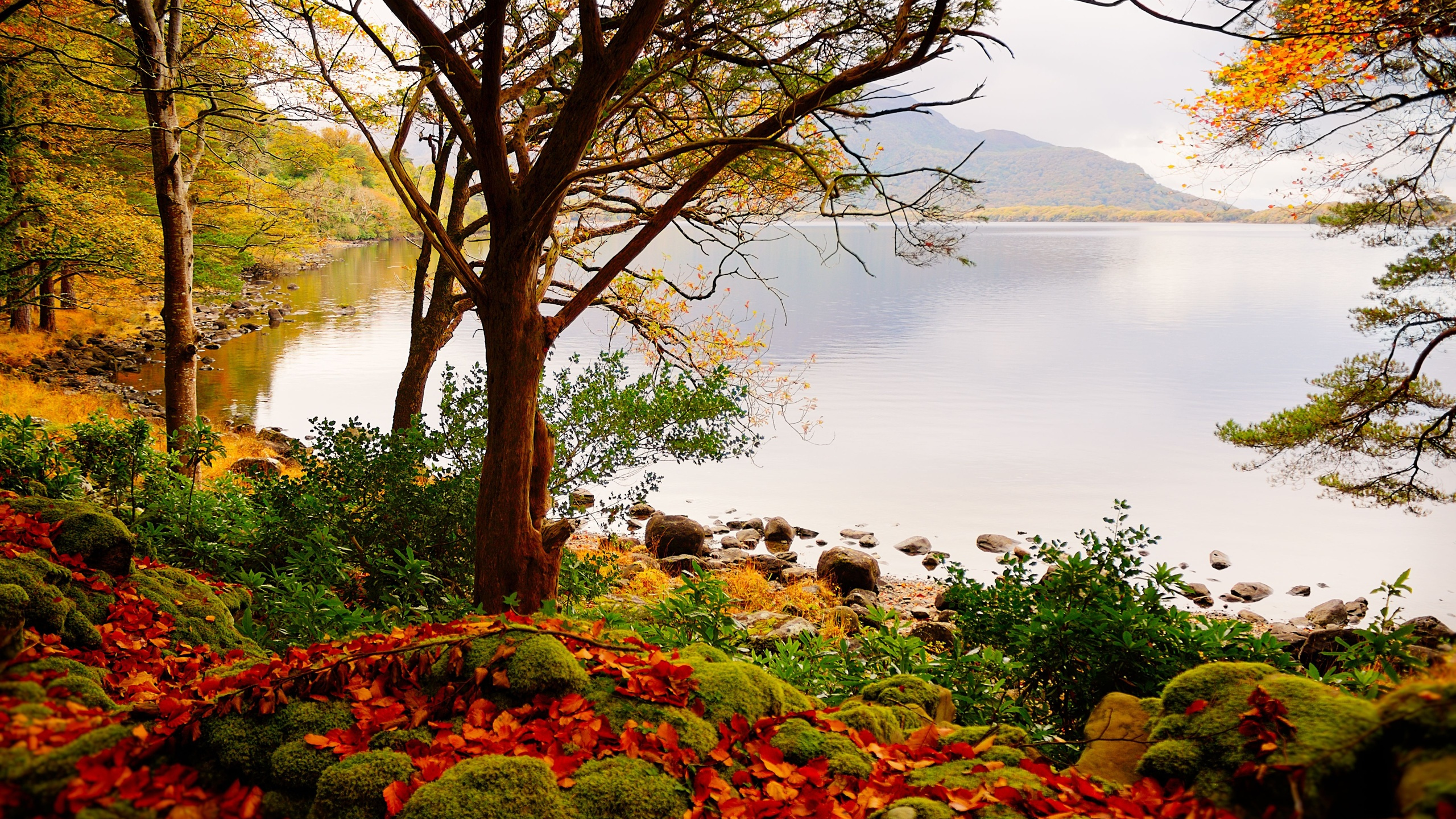 Обои театральные декорации, осень, пейзаж, природа, дерево в разрешении 2560x1440