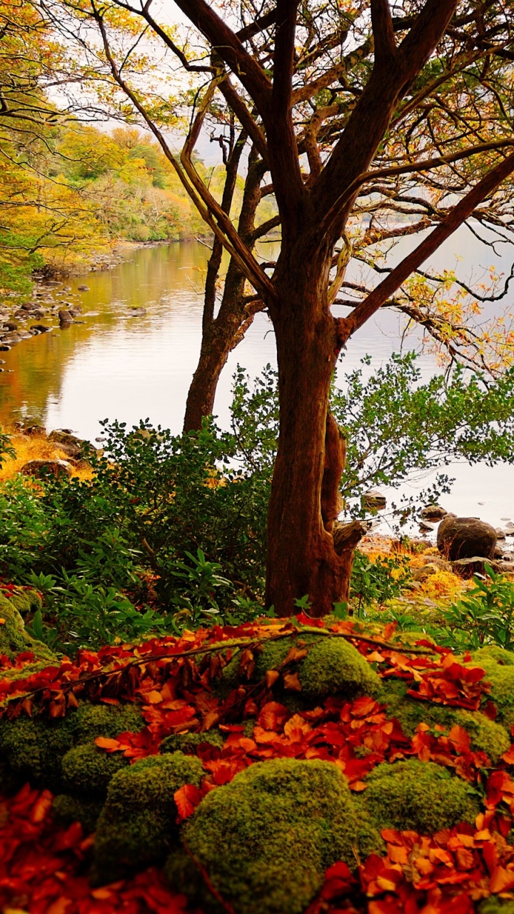 Обои театральные декорации, осень, пейзаж, природа, дерево в разрешении 720x1280