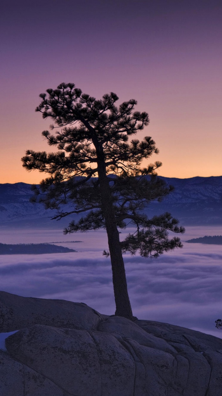 Обои озеро Тахо, природа, дерево, утро, восход солнца в разрешении 720x1280