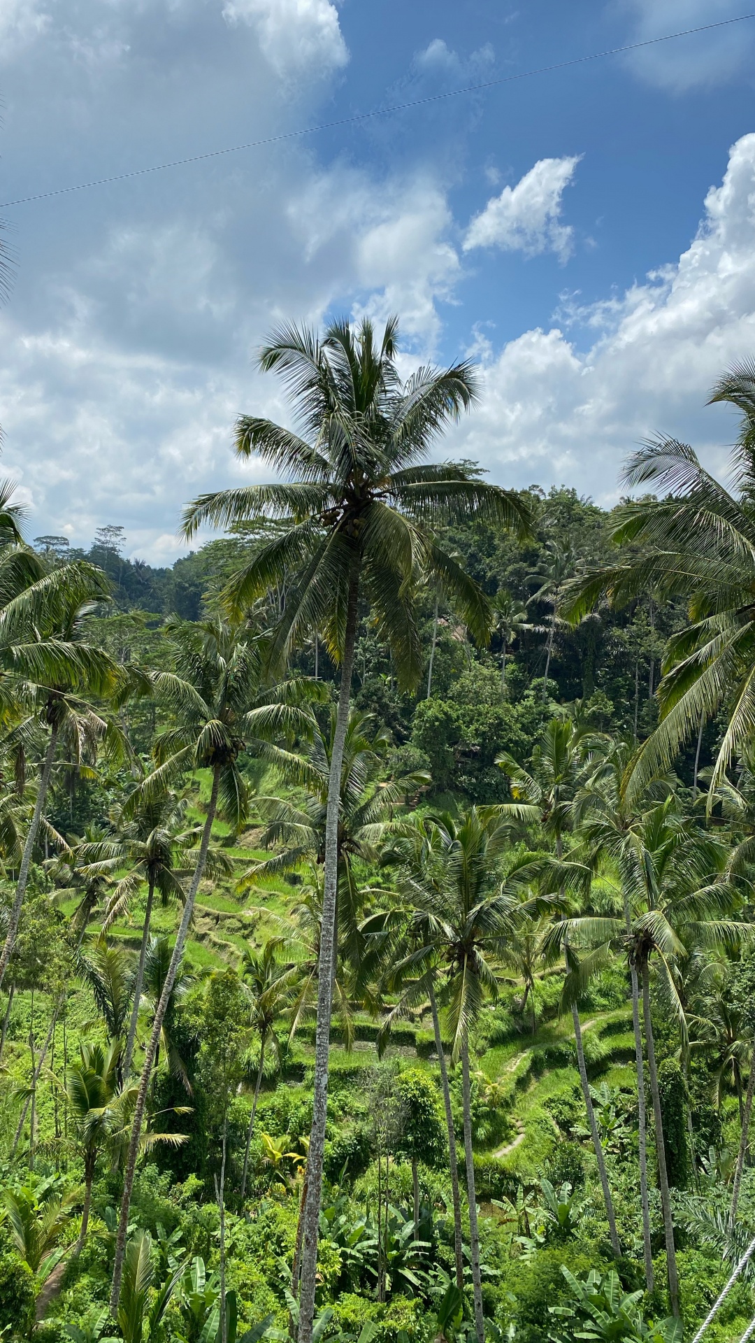 Обои бали, растительность, Бабассу, кустарник, тропические леса в разрешении 1080x1920