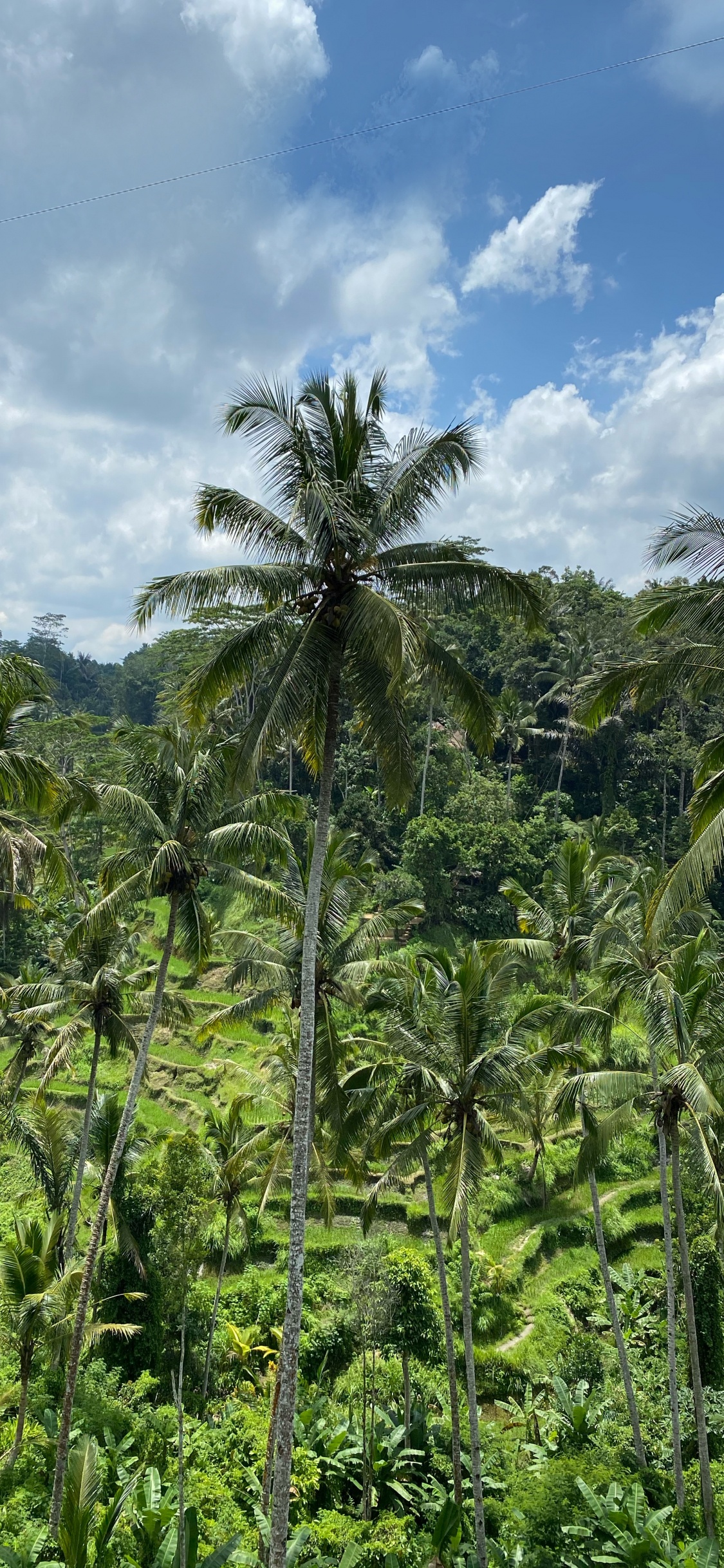 Обои бали, растительность, Бабассу, кустарник, тропические леса в разрешении 1125x2436