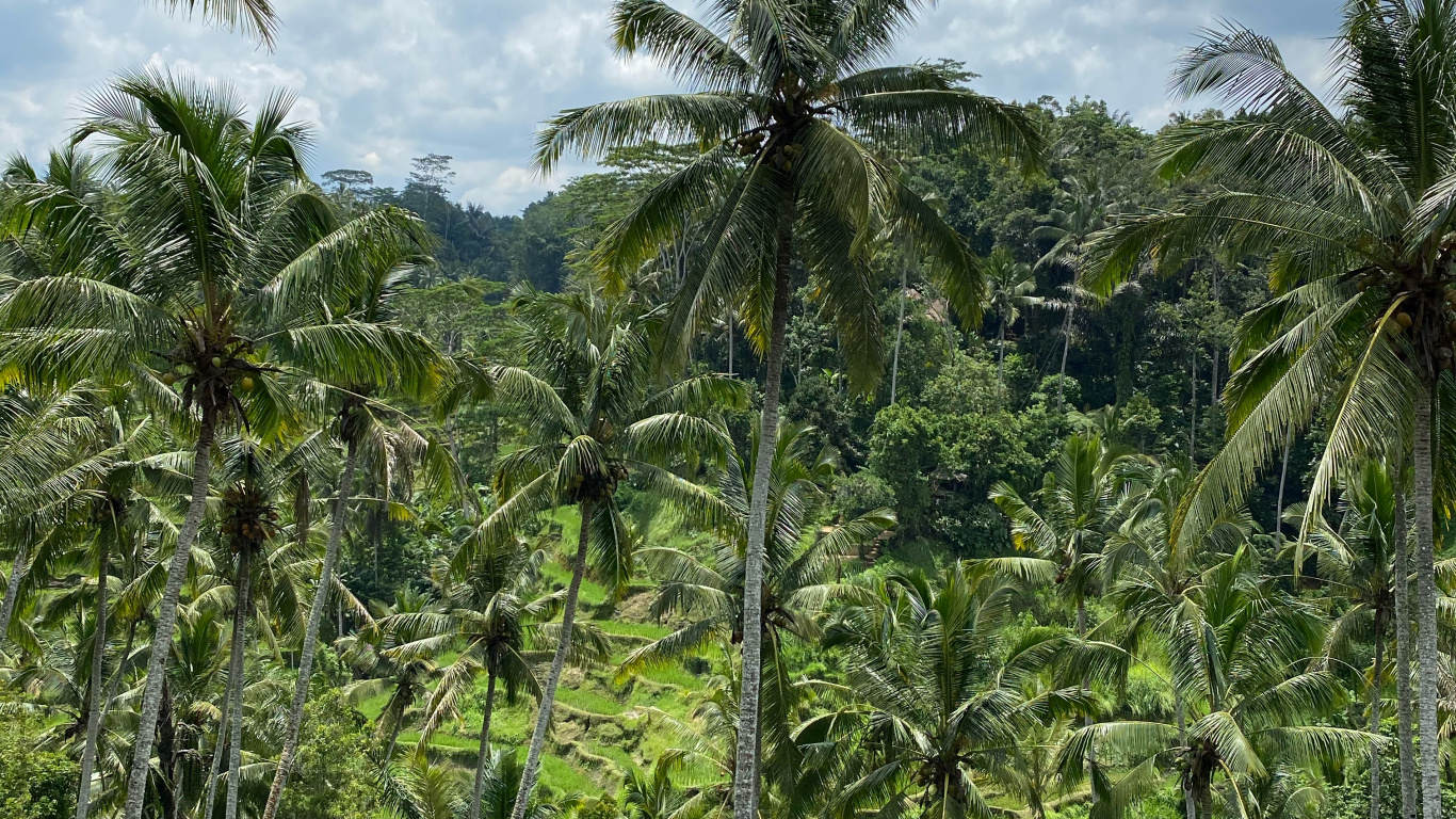 Обои бали, растительность, Бабассу, кустарник, тропические леса в разрешении 1366x768