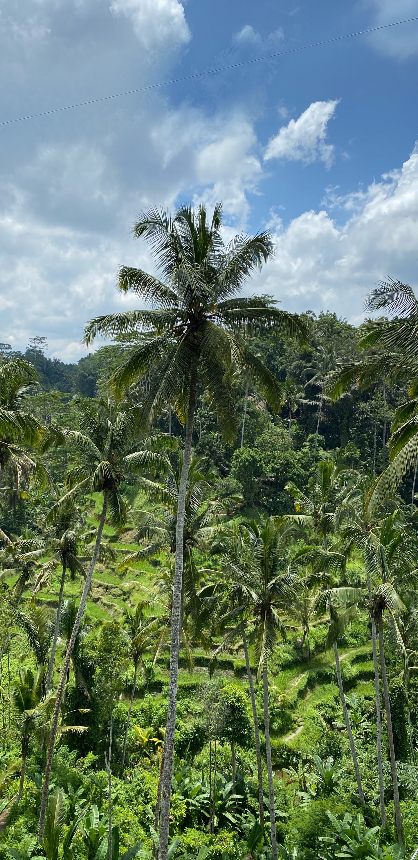 Обои бали, растительность, Бабассу, кустарник, тропические леса в разрешении 1440x2960