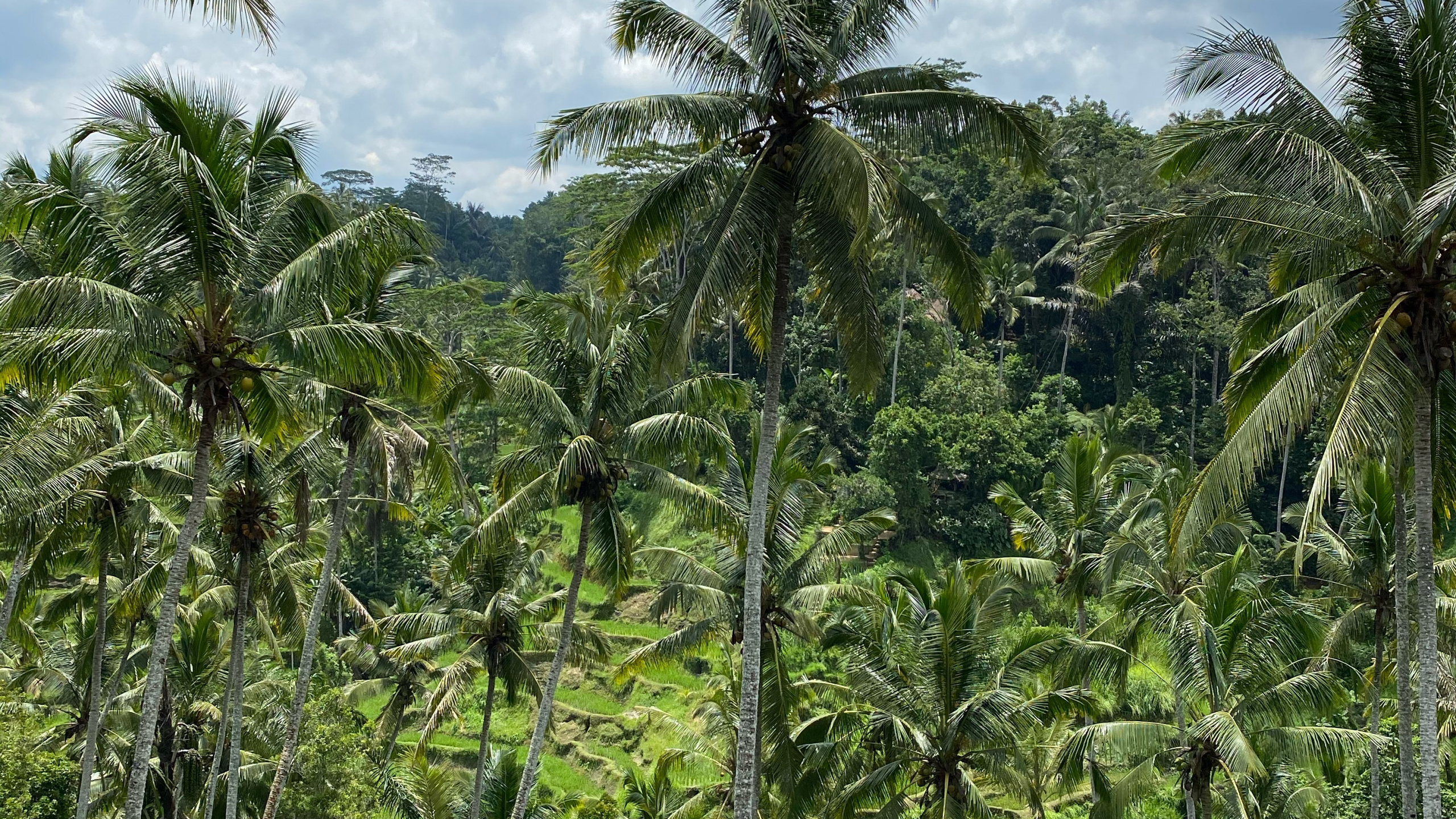 Обои бали, растительность, Бабассу, кустарник, тропические леса в разрешении 2560x1440