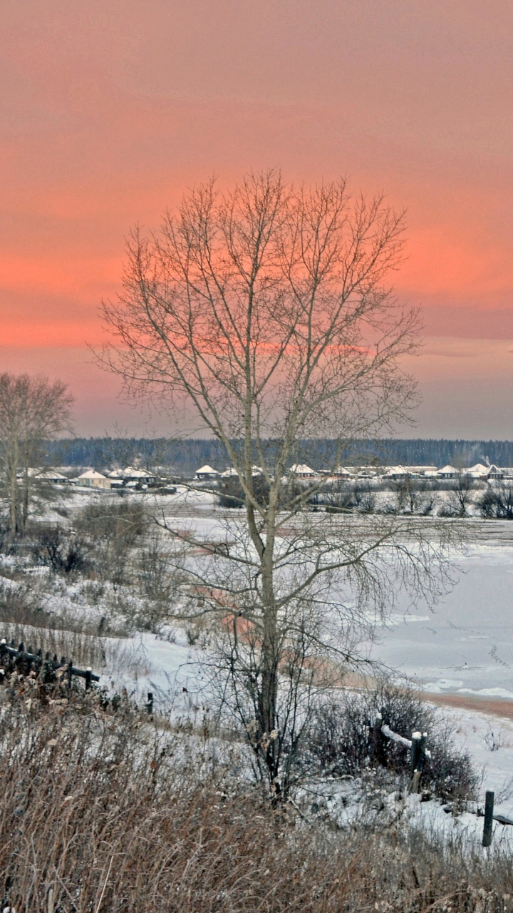 Обои зима, снег, замораживание, дерево, утро в разрешении 720x1280