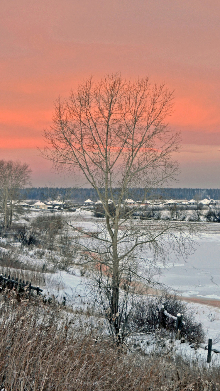 Обои зима, снег, замораживание, дерево, утро в разрешении 750x1334