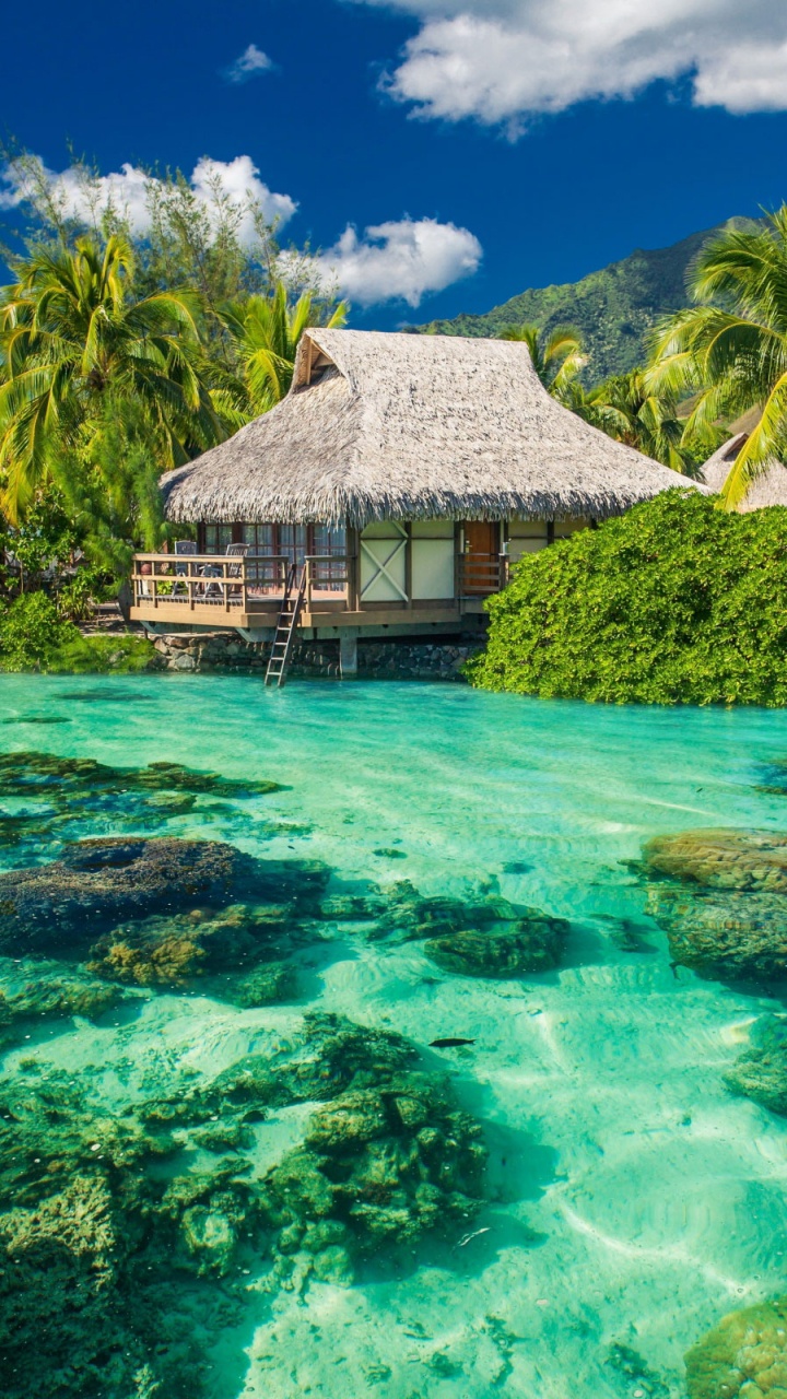 Обои Таити, путешествие, тропическая зона, море, Карибский бассейн в разрешении 720x1280