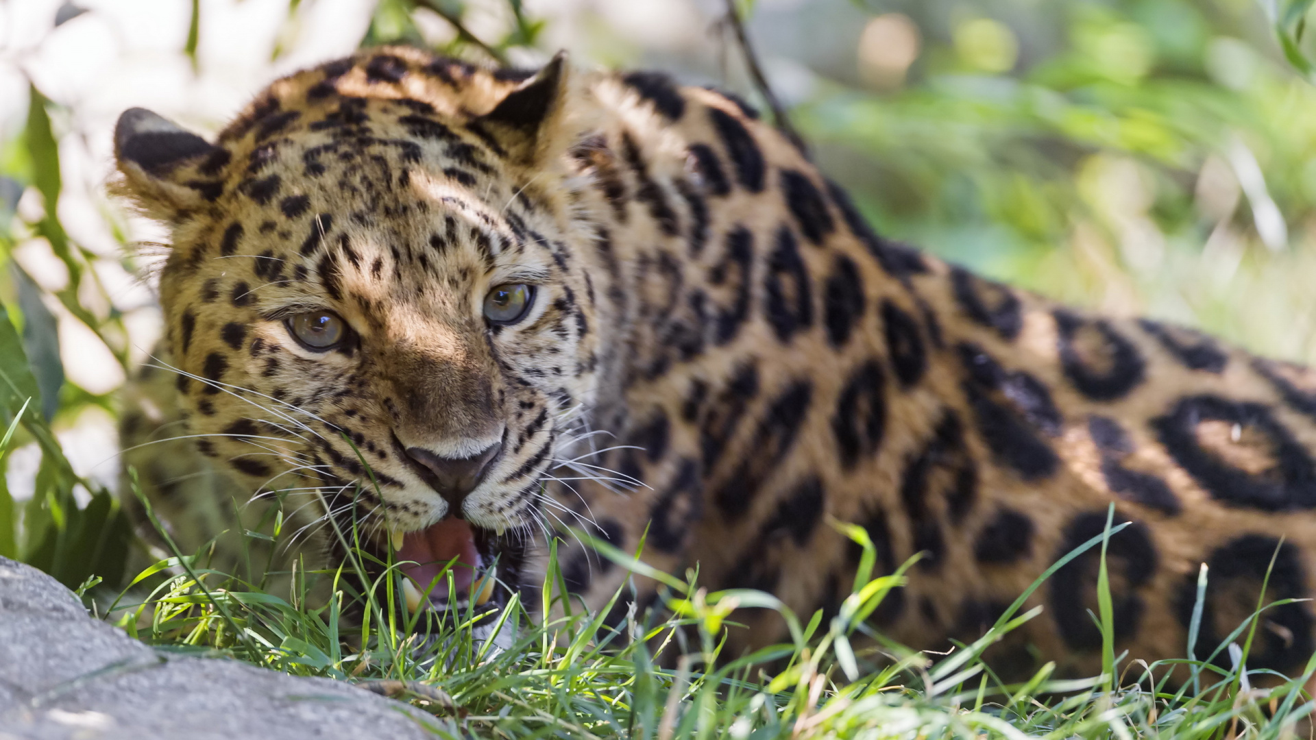 Обои Леопард, Гепард, кот, бакенбарды, большая кошка в разрешении 1920x1080