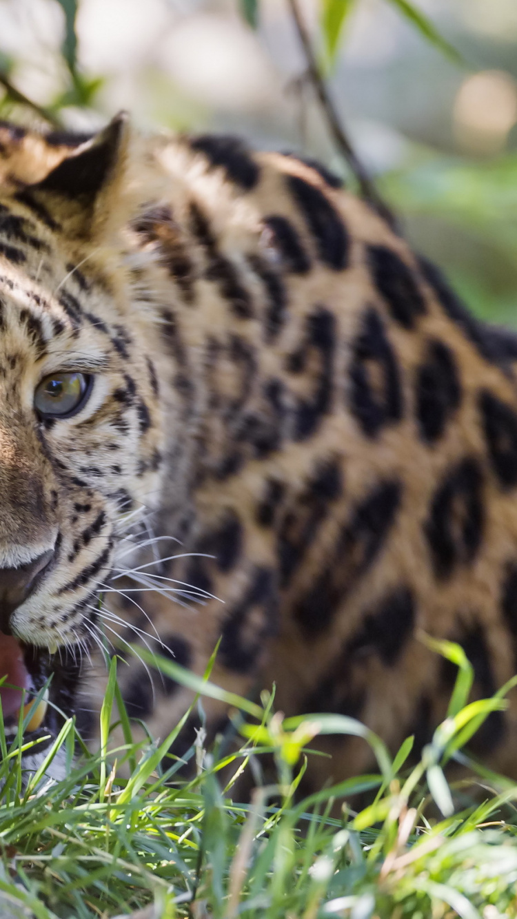 Обои Леопард, Гепард, кот, бакенбарды, большая кошка в разрешении 750x1334