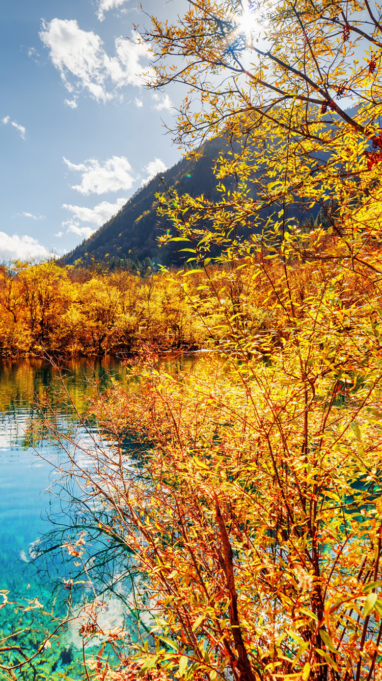 Обои парк, природа, природный заповедник, озеро, отражение в разрешении 750x1334