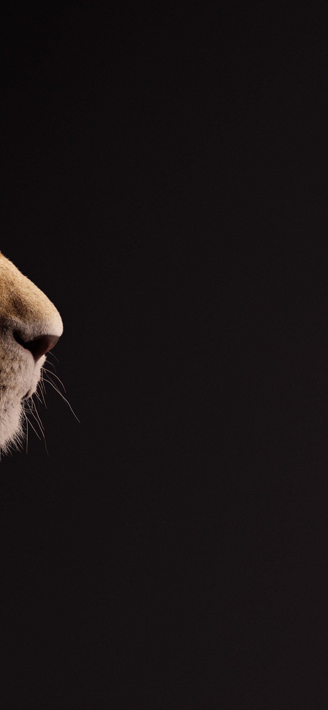 Обои король-лев, налы, Лев, Симба, король лев подарок в разрешении 1125x2436