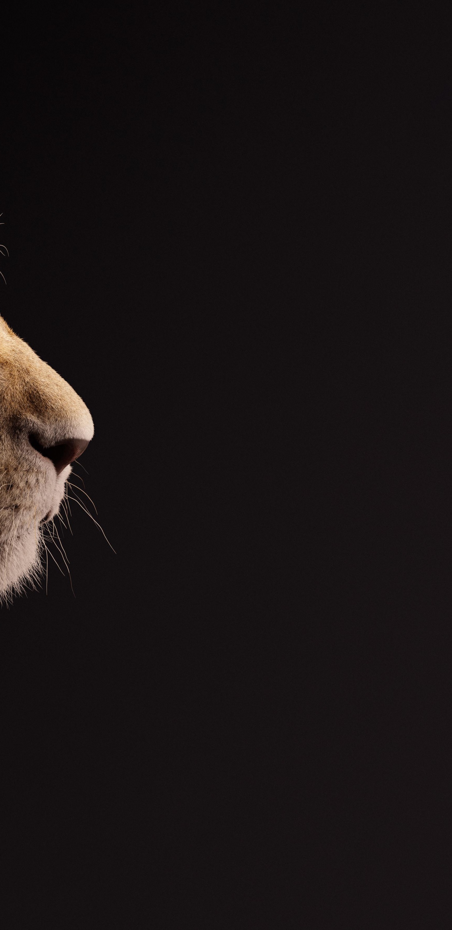 Обои король-лев, налы, Лев, Симба, король лев подарок в разрешении 1440x2960