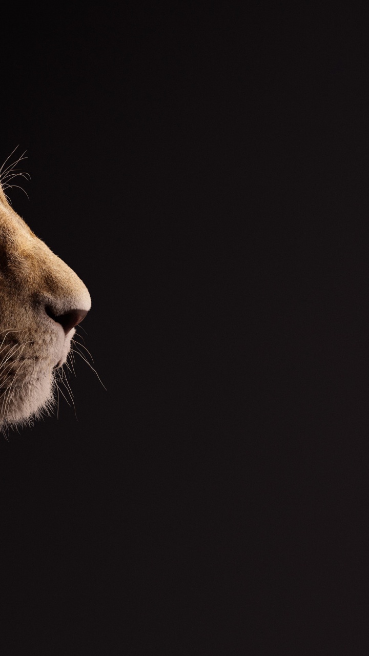 Обои король-лев, налы, Лев, Симба, король лев подарок в разрешении 720x1280