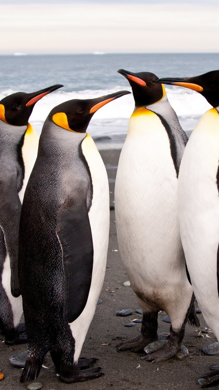 Обои субантарктический пингвин, король пингвинов, нелетающая птица, птица, клюв в разрешении 750x1334