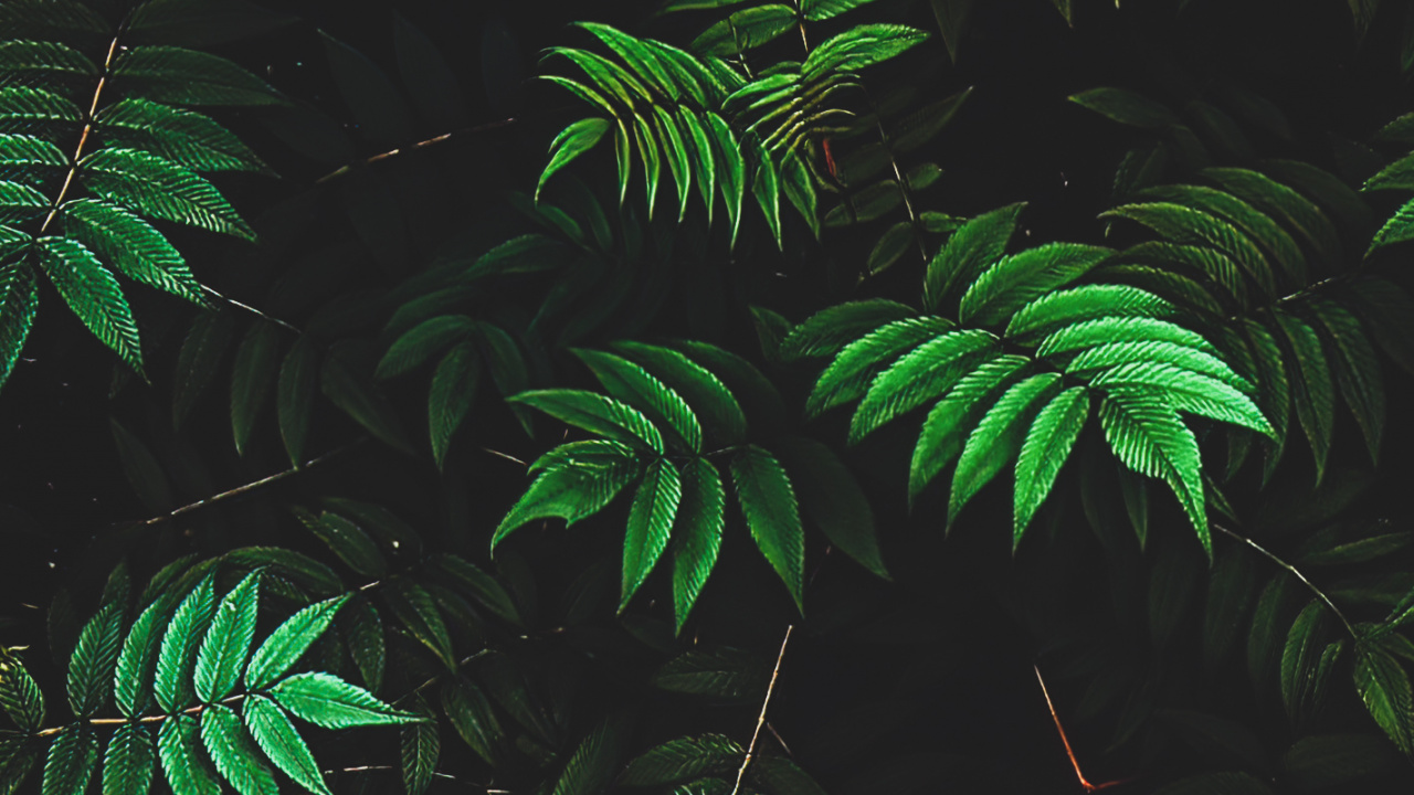 Обои растительность, ветвь, окружающая среда, наземное растение, растение в разрешении 1280x720