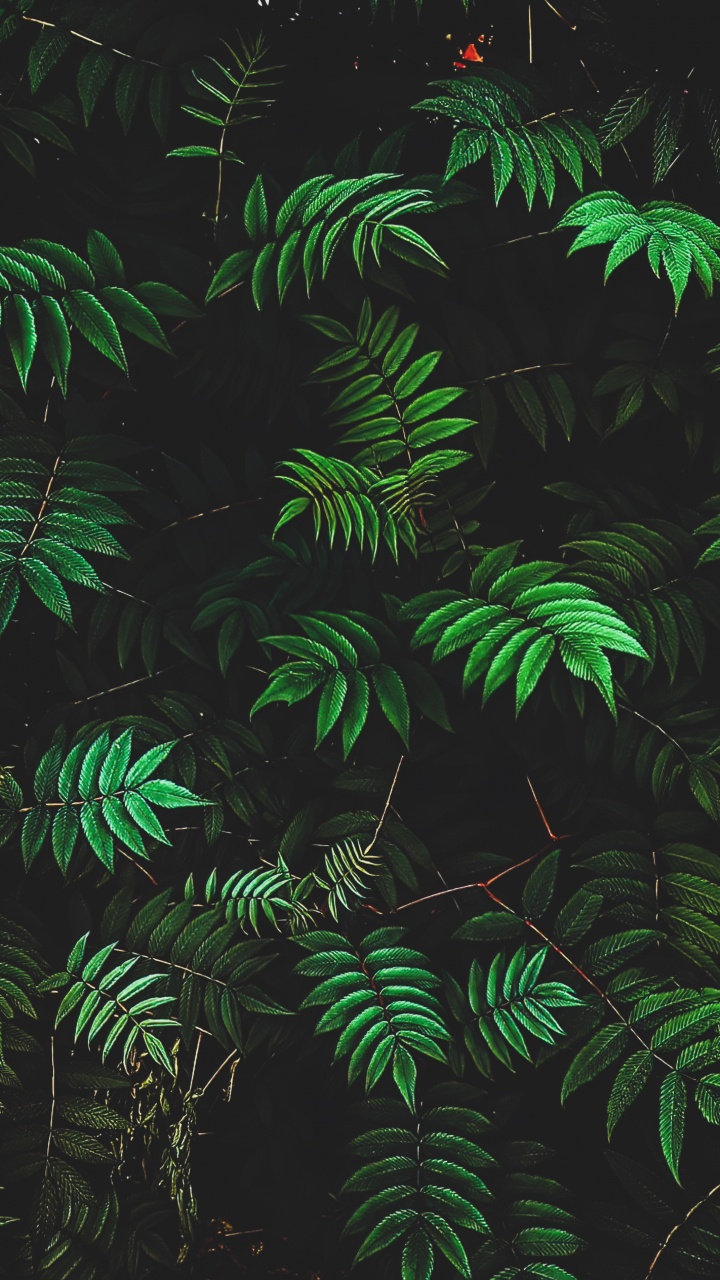 Обои растительность, ветвь, окружающая среда, наземное растение, растение в разрешении 720x1280