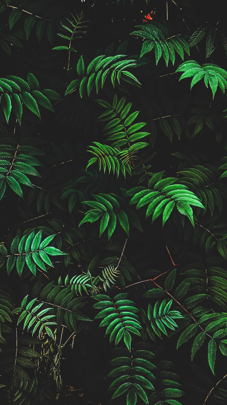 Обои растительность, ветвь, окружающая среда, наземное растение, растение в разрешении 750x1334