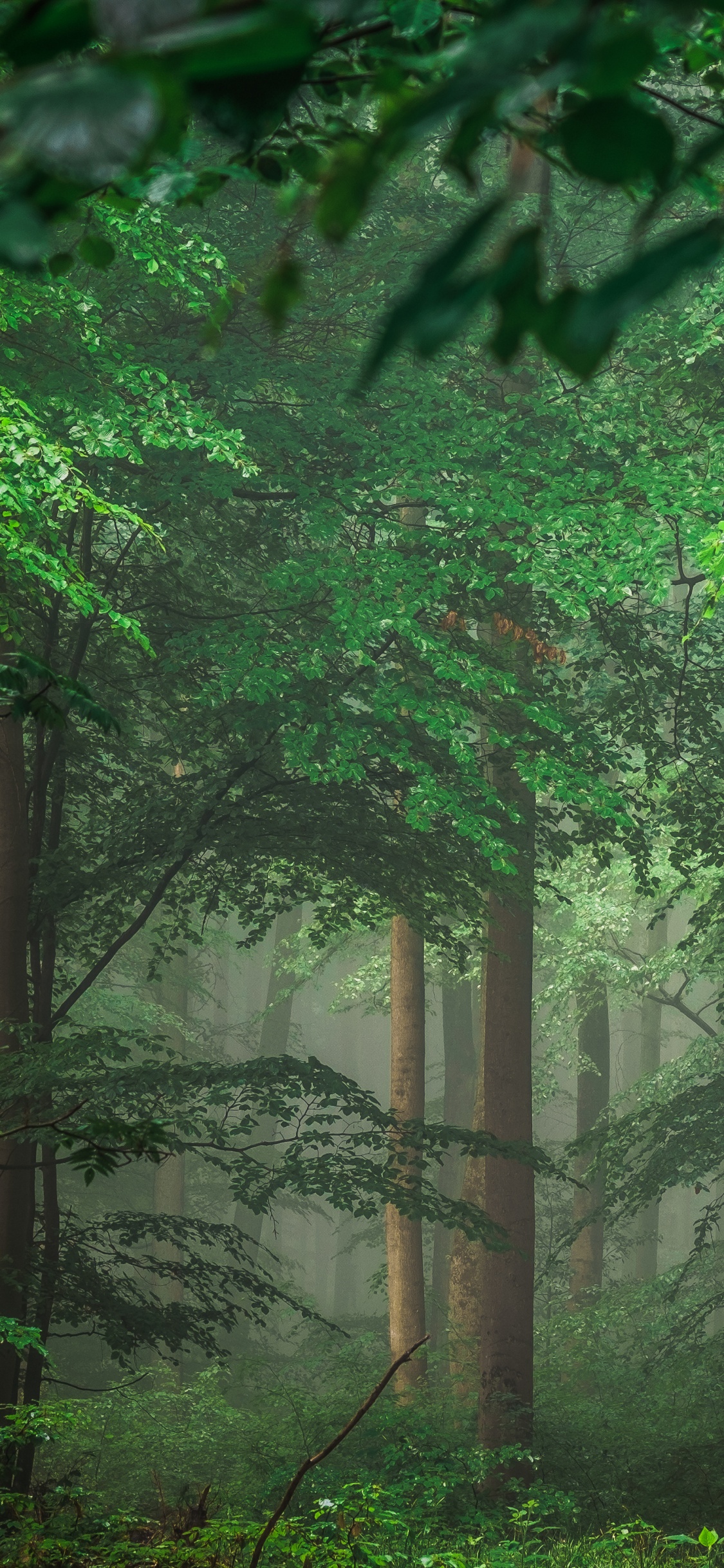 Обои зеленый, природа, лес, растительность, лесистая местность в разрешении 1125x2436