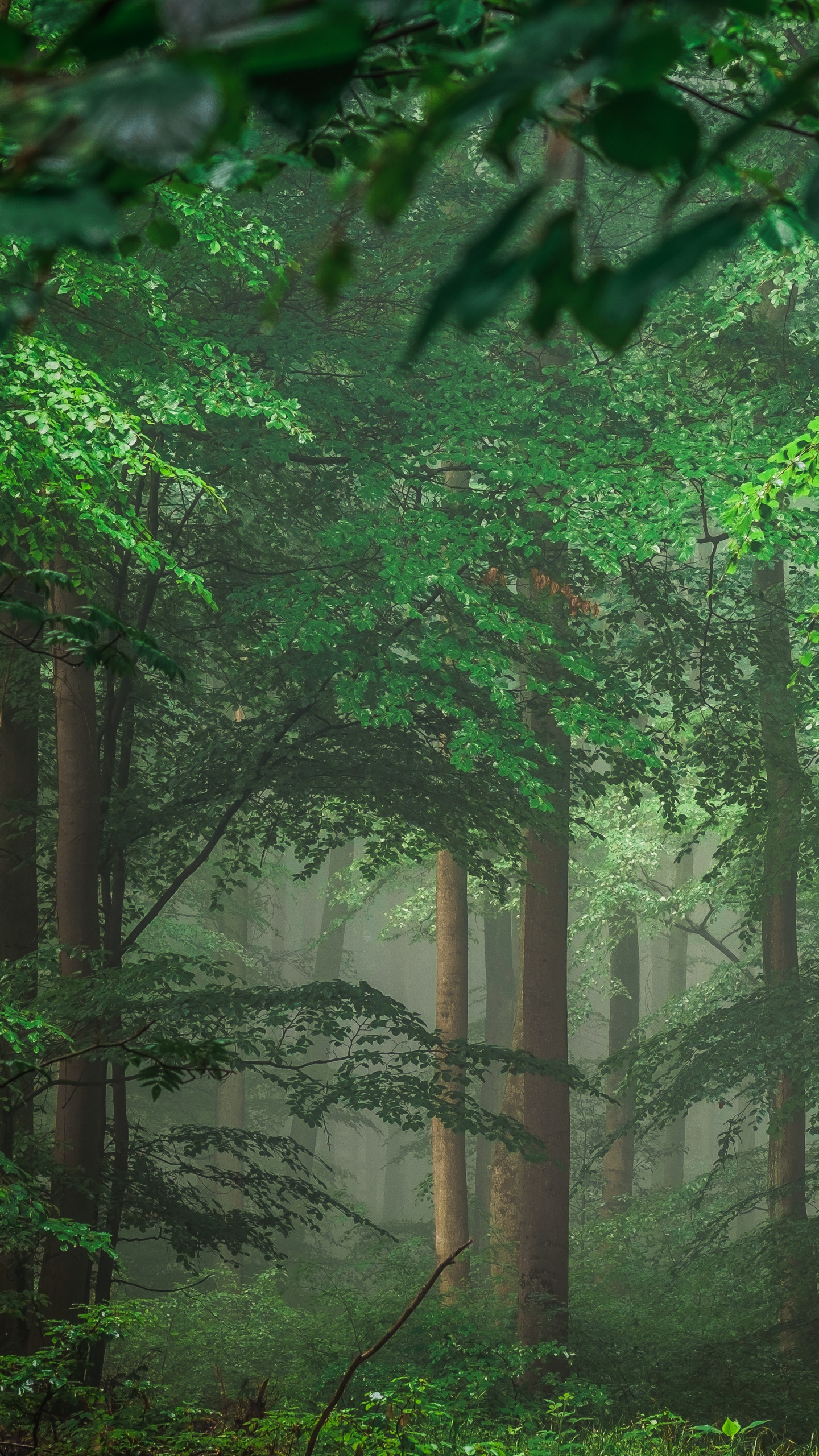 Обои зеленый, природа, лес, растительность, лесистая местность в разрешении 1440x2560