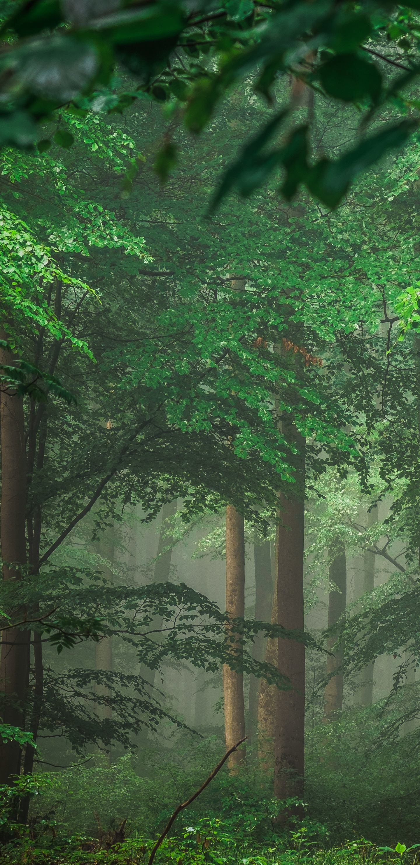 Обои зеленый, природа, лес, растительность, лесистая местность в разрешении 1440x2960