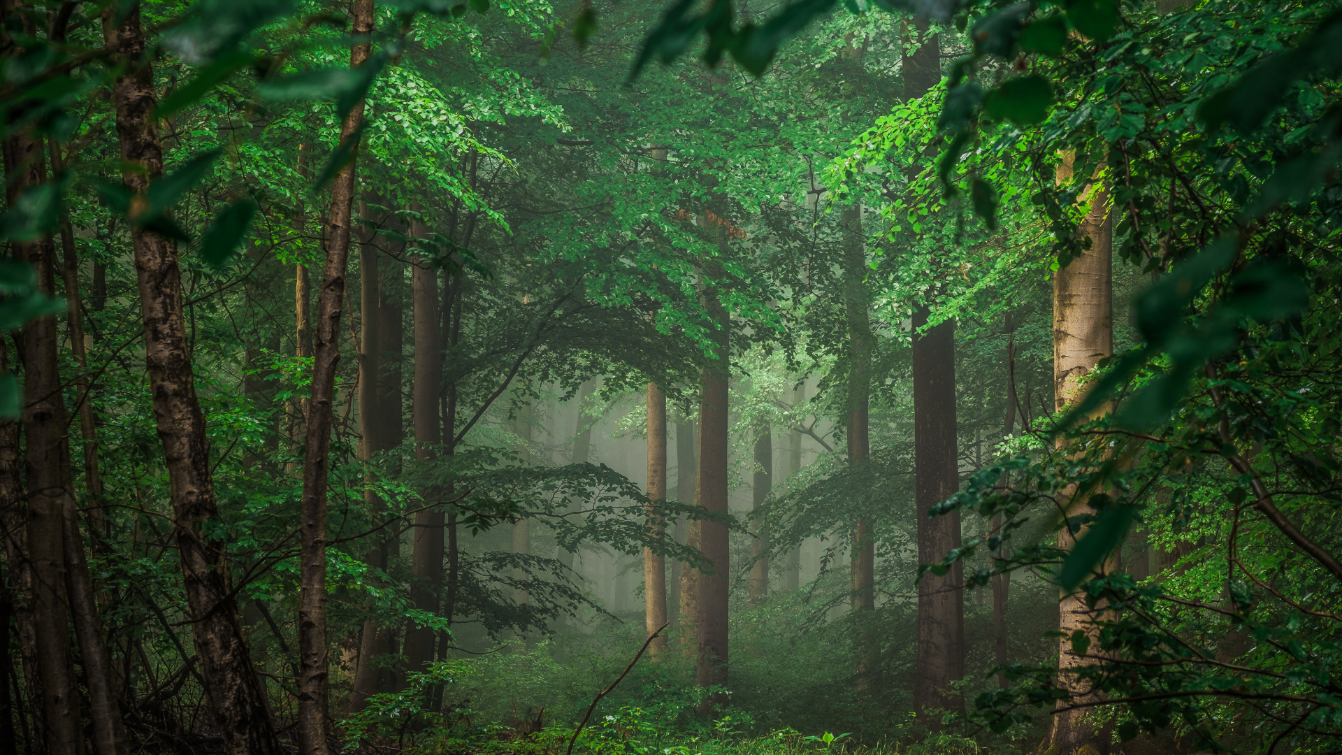 Обои зеленый, природа, лес, растительность, лесистая местность в разрешении 1920x1080