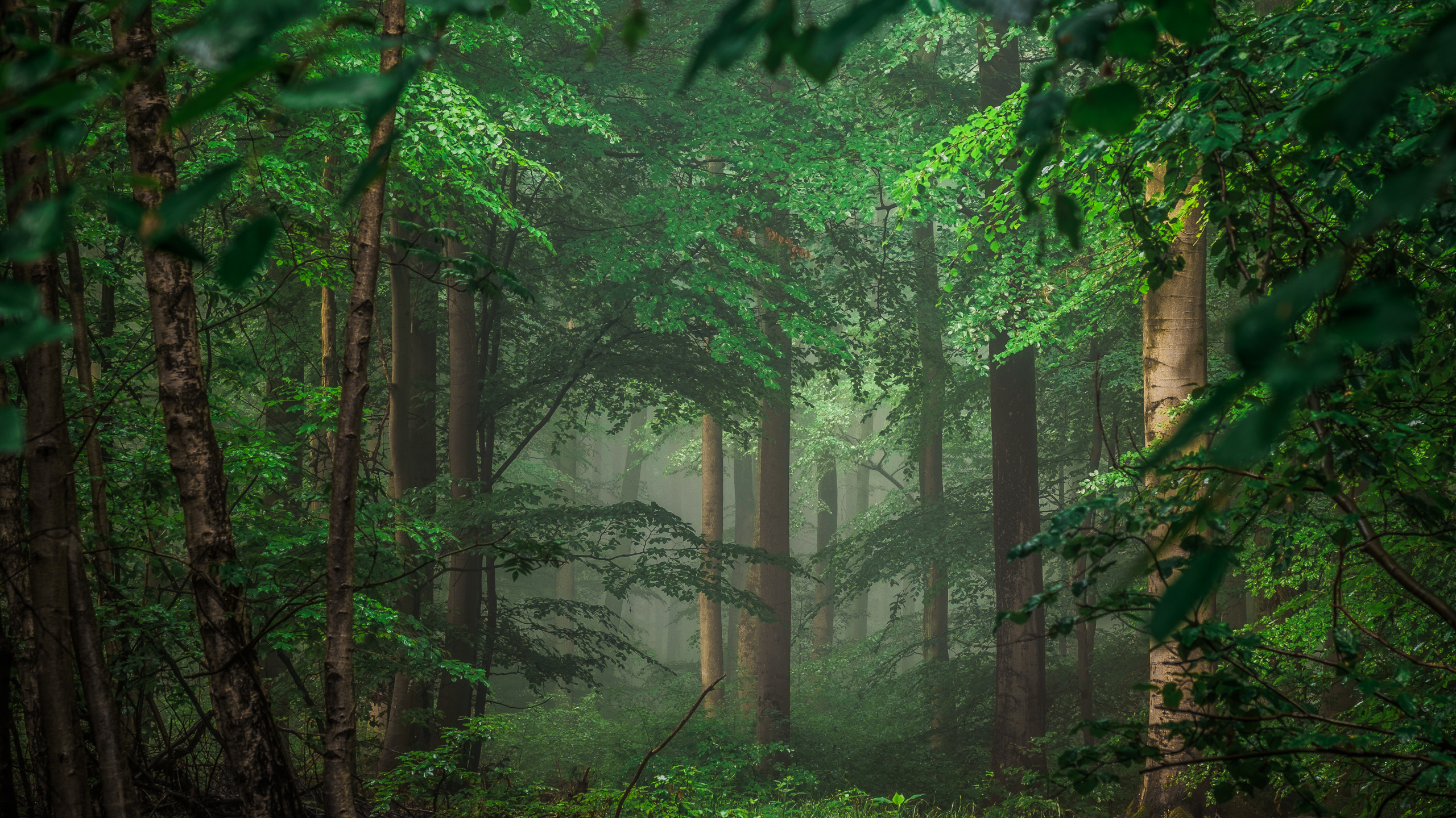 Обои зеленый, природа, лес, растительность, лесистая местность в разрешении 2560x1440