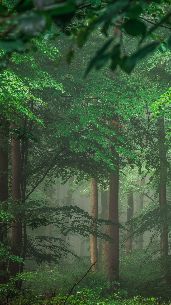 Обои зеленый, природа, лес, растительность, лесистая местность в разрешении 720x1280
