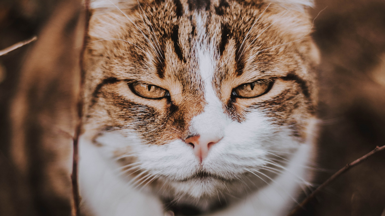 Обои полосатый кот, бакенбарды, европейская короткошерстная, Дикая кошка, эгейская кошка в разрешении 1280x720