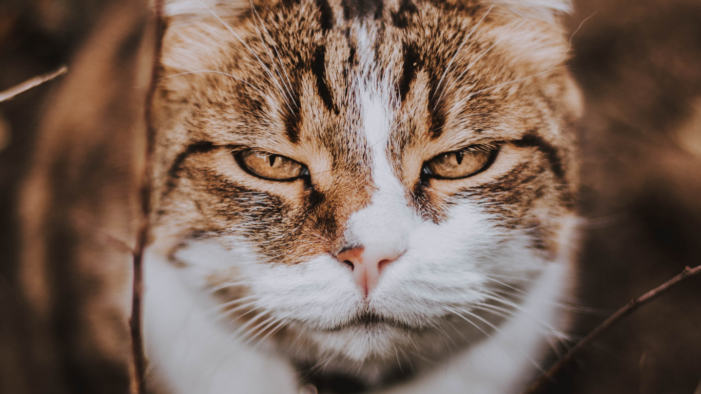 Обои полосатый кот, бакенбарды, европейская короткошерстная, Дикая кошка, эгейская кошка в разрешении 1366x768