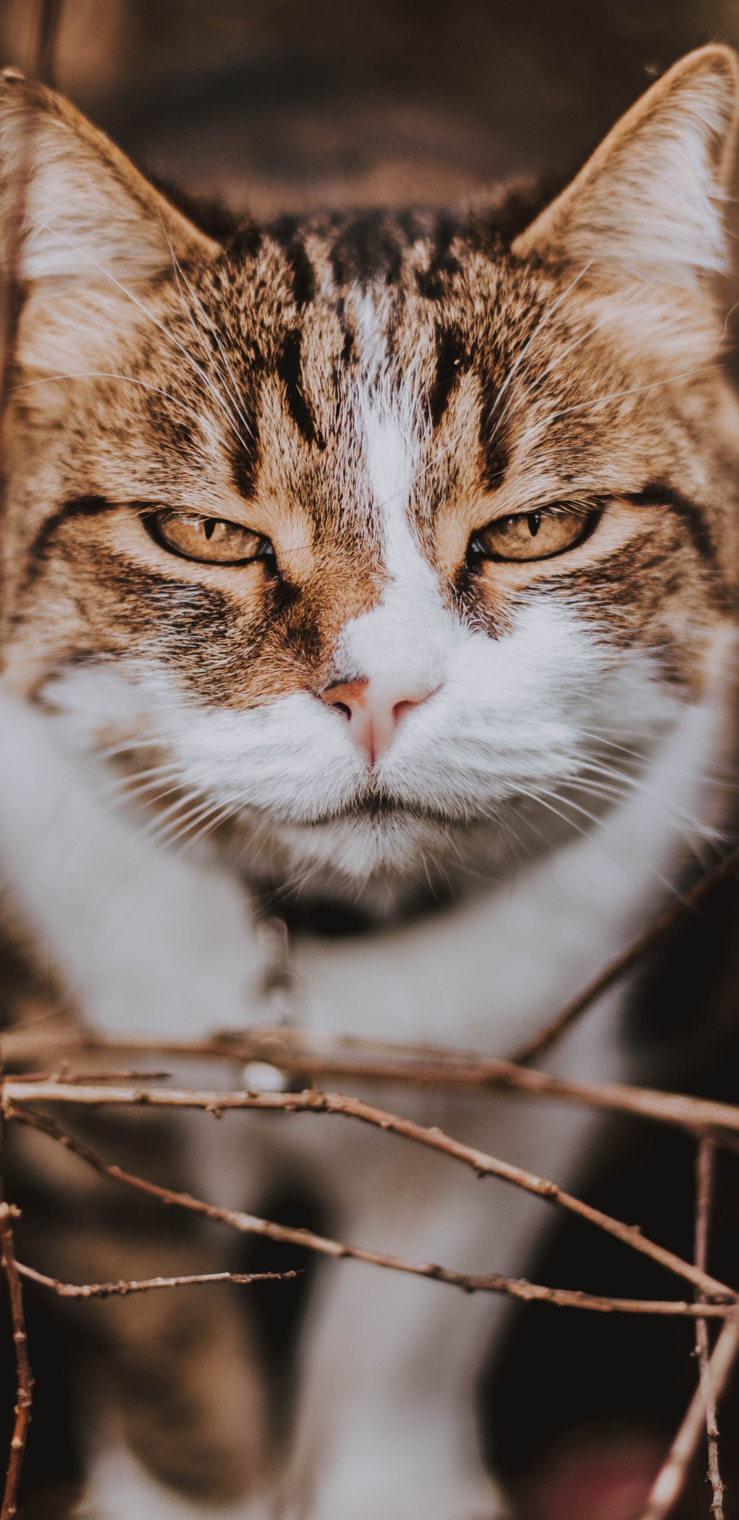 Обои полосатый кот, бакенбарды, европейская короткошерстная, Дикая кошка, эгейская кошка в разрешении 1440x2960