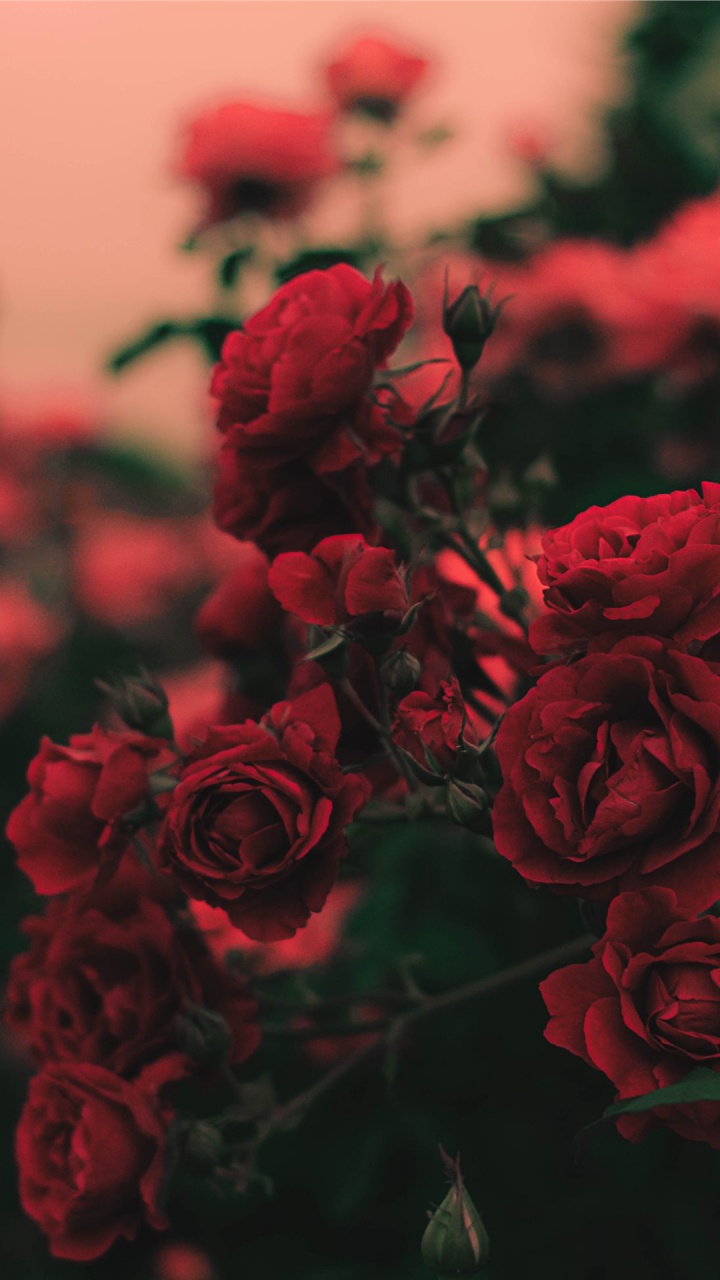 Обои цветок, Роза, ботаники, лепесток, растение в разрешении 720x1280