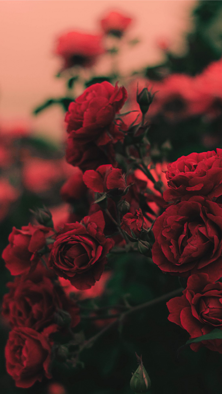 Обои цветок, Роза, ботаники, лепесток, растение в разрешении 750x1334