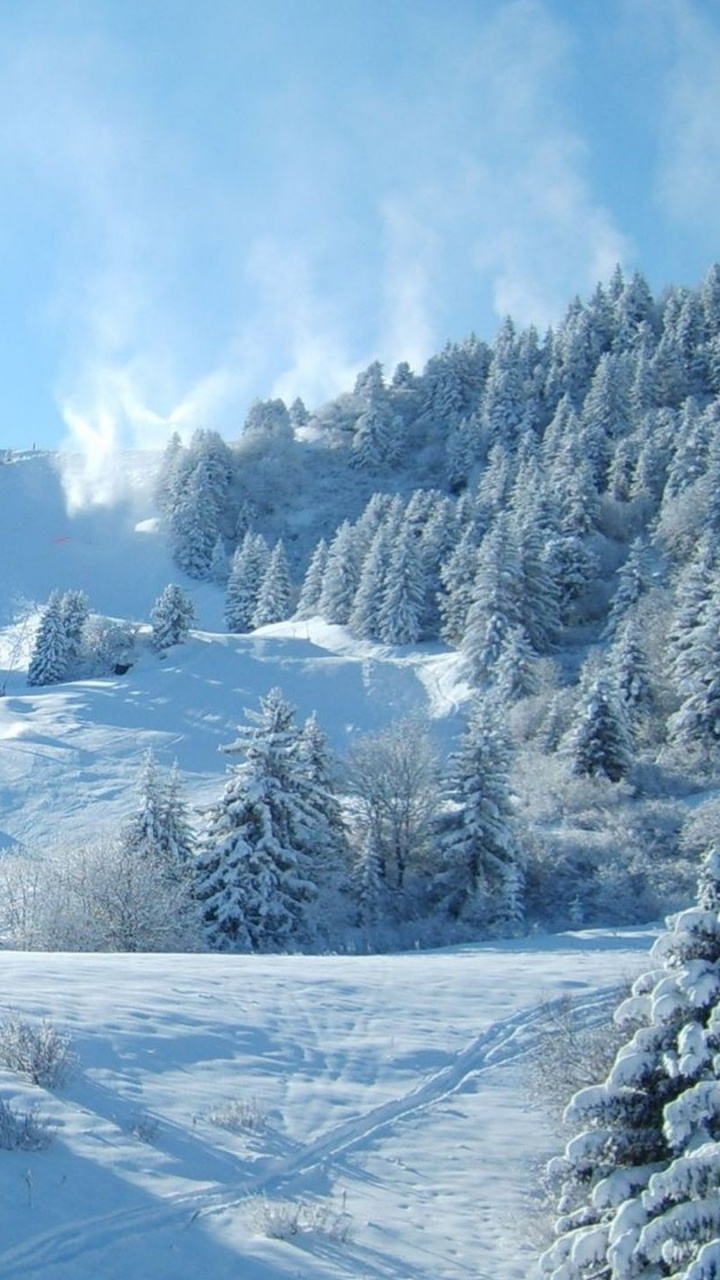 Обои зима, снег, замораживание, дерево, дикая местность в разрешении 720x1280