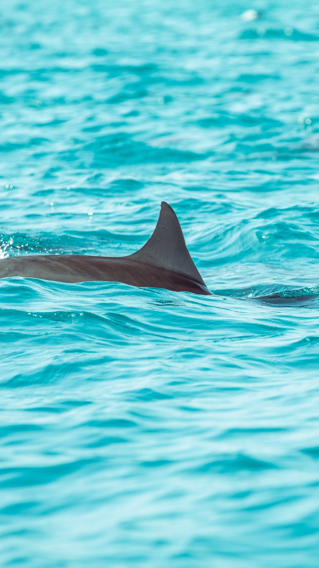Обои Дельфин, вода, морская биология, китообразных, афалина в разрешении 1080x1920