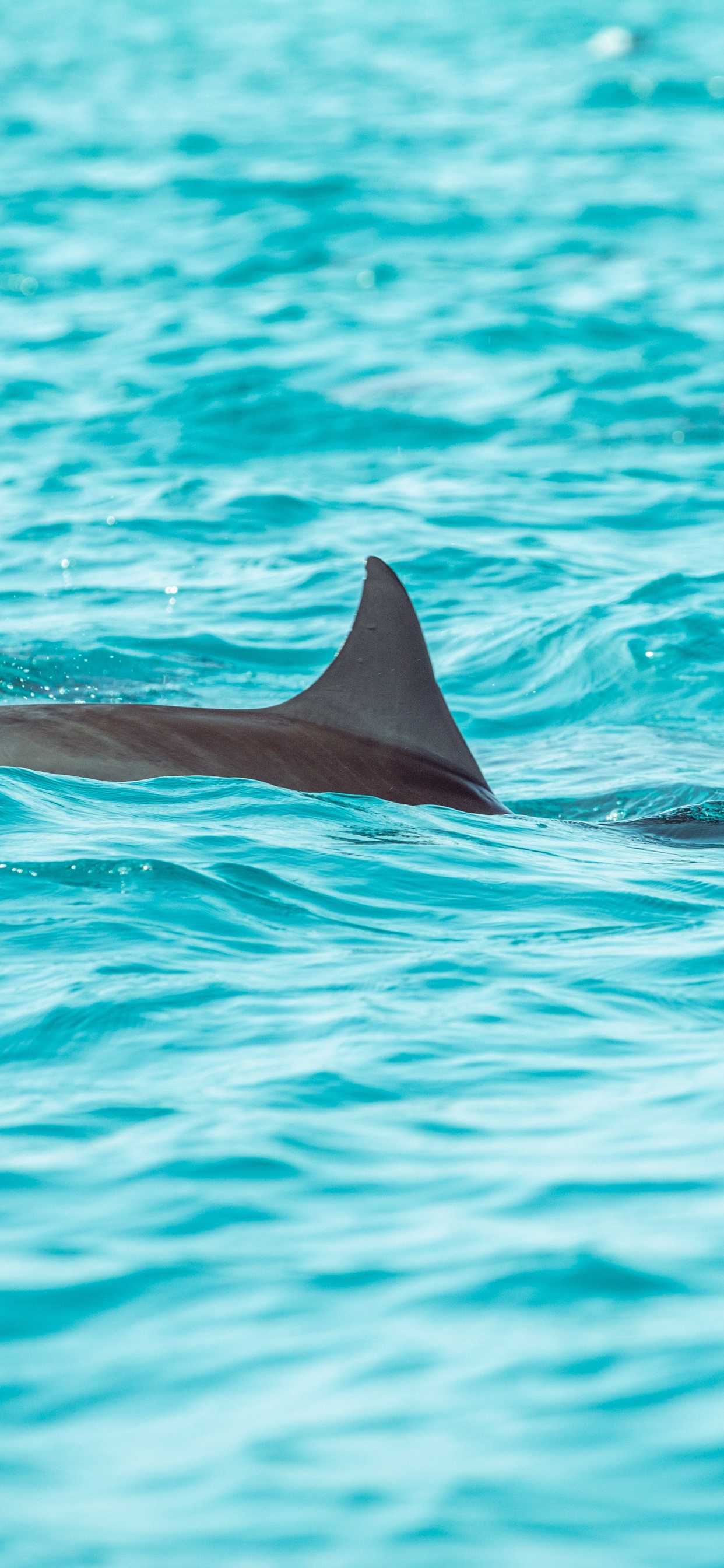 Обои Дельфин, вода, морская биология, китообразных, афалина в разрешении 1242x2688