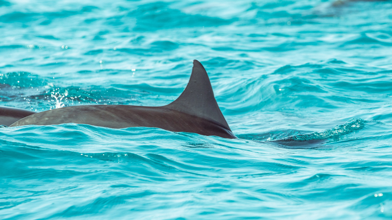 Обои Дельфин, вода, морская биология, китообразных, афалина в разрешении 1280x720