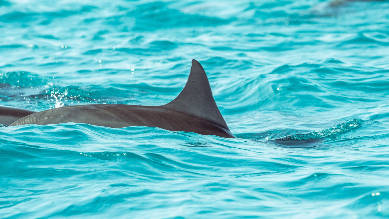 Обои Дельфин, вода, морская биология, китообразных, афалина в разрешении 1366x768